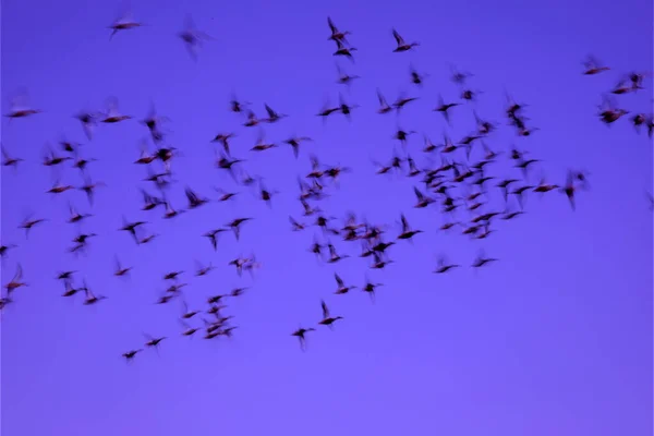 Abstrak Alam Burung Terbang Kabur Latar Belakang Langit Matahari Terbenam — Stok Foto