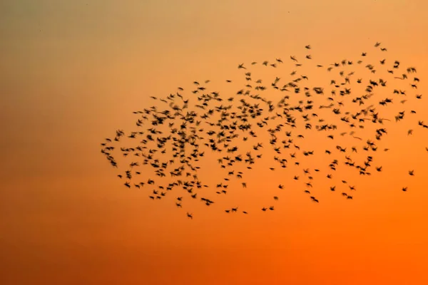 Abstrakt Natur Flygande Suddiga Fåglar Solnedgång Himmel Bakgrund — Stockfoto