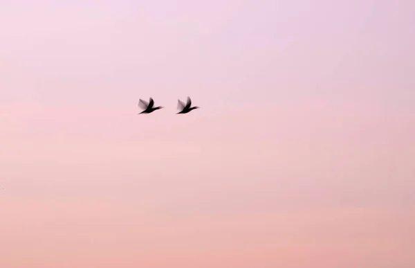Abstrakt Natur Flygande Suddiga Fåglar Solnedgång Himmel Bakgrund — Stockfoto