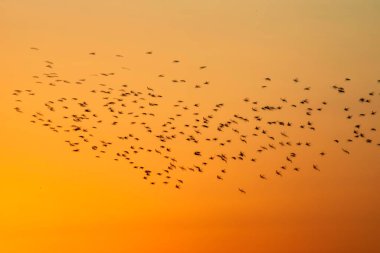 Soyut doğa. Uçan bulanık kuşlar. Günbatımı gökyüzü arkaplanı. 