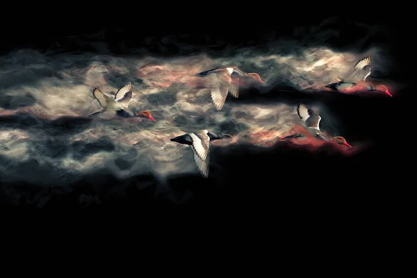 Abstracte Natuur Vliegende Vogel Verspreidingseffect Zwarte Achtergrond — Stockfoto