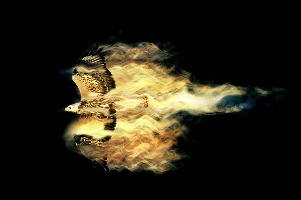Abstrakte Natur Fliegender Vogel Zerstreuungseffekt Schwarzer Hintergrund Greifvogel — Stockfoto