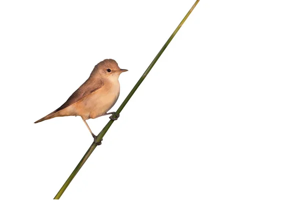 Pájaro Aislado Fondo Blanco Burbuja Caña Euroasiática —  Fotos de Stock