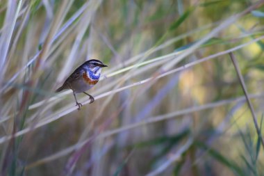 Şirin, küçük renkli bir kuş. Doğa geçmişi. Bluethroat 'da. Luscinia svecica.