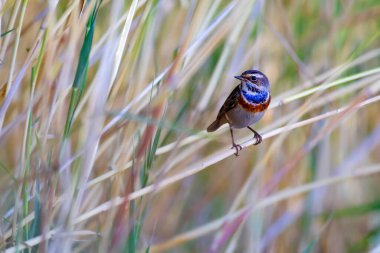 Şirin, küçük renkli bir kuş. Doğa geçmişi. Bluethroat 'da. Luscinia svecica.