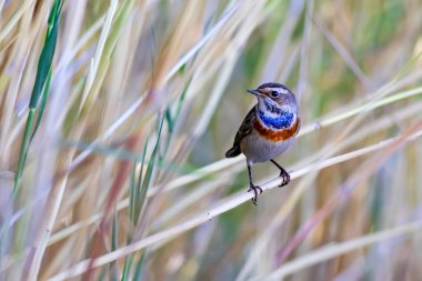 Şirin, küçük renkli bir kuş. Doğa geçmişi. Bluethroat 'da. Luscinia svecica.