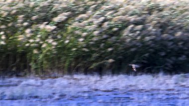 Soyut doğa. Uçan kuşlar. Hareket bulanık arkaplan. Mallard.
