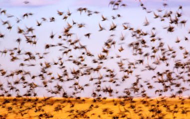 Soyut doğa. Uçan bulanık kuşlar. Doğa arkaplanı. 