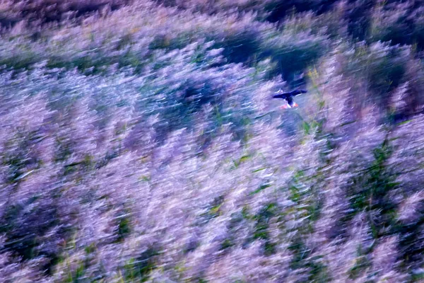 抽象的天性飞鸟运动模糊了背景 Mallard — 图库照片