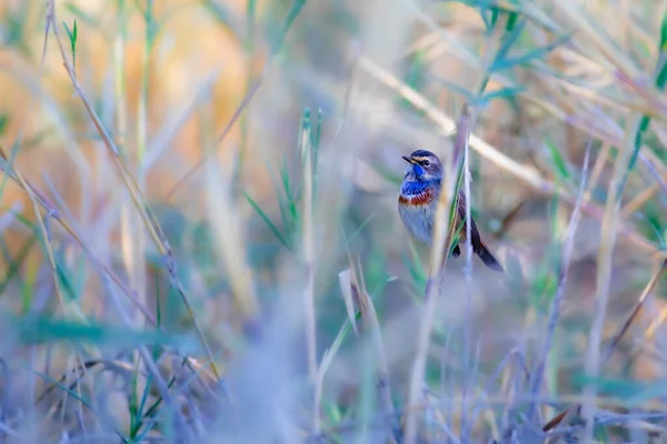 Aranyos Kis Színes Madár Természet Háttér Kékcsőrű Luscinia Svecica Nincs — Stock Fotó