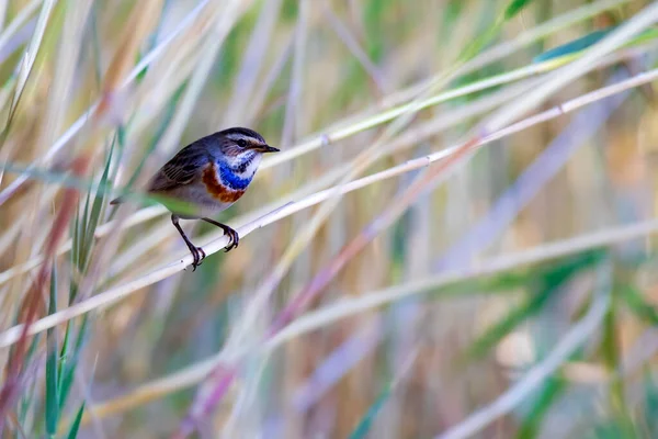 Милий Маленький Барвистий Птах Природний Фон Птах Блакитний Козел Лужиця — стокове фото