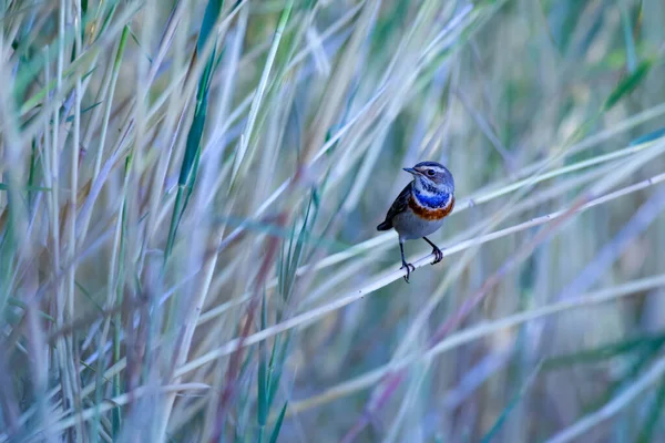 Niedlichen Kleinen Bunten Vogel Natur Hintergrund Vogel Blaukehlchen Luscinia Svecica — Stockfoto