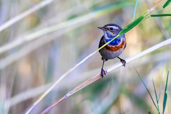 Милая Красочная Птичка Природа Птица Bluethroat Luscinia Svecica — стоковое фото