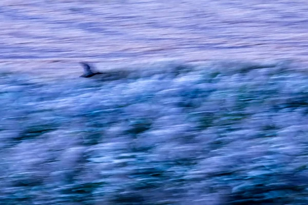 Abstract Nature Flying Birds Motion Blur Background Mallard — Stock Photo, Image