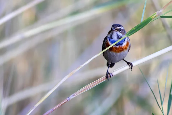 Милая Красочная Птичка Природа Птица Bluethroat Luscinia Svecica — стоковое фото