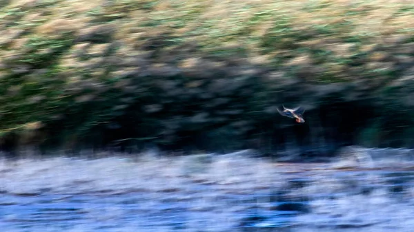 Naturaleza Abstracta Pájaros Voladores Fondo Borroso Movimiento Mallard —  Fotos de Stock