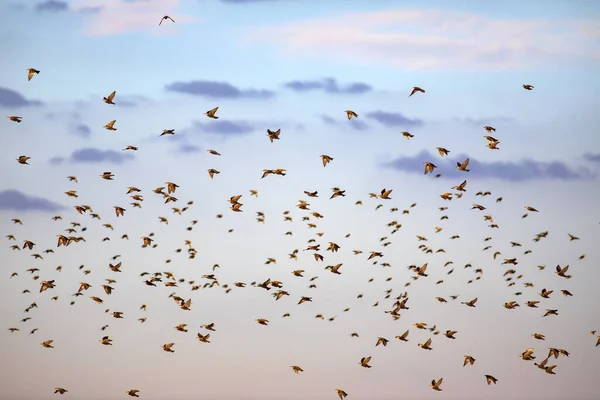 Des Oiseaux Volants Nature Abstraite Fond Bleu Ciel — Photo