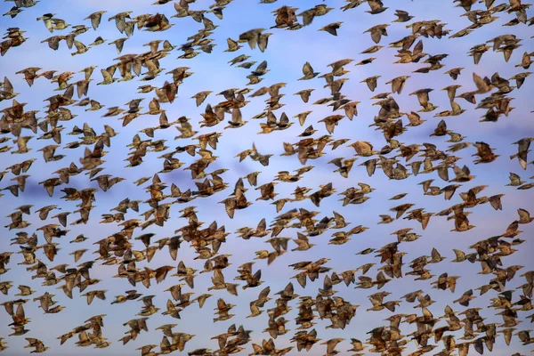 Des Oiseaux Volants Nature Abstraite Fond Bleu Ciel — Photo