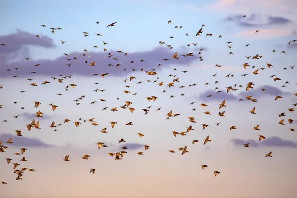 Flygande Fåglar Abstrakt Natur Blå Himmel Bakgrund — Stockfoto