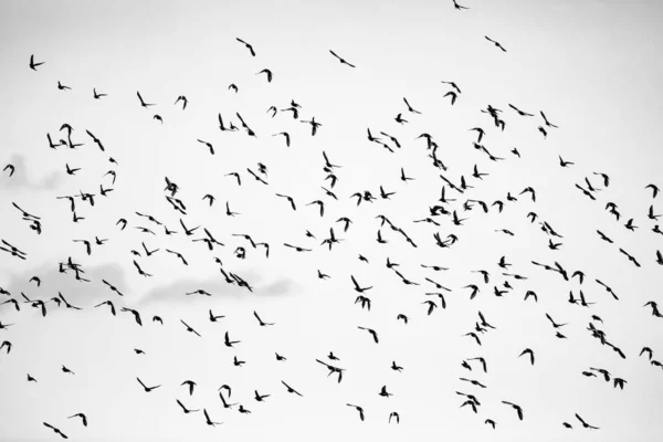 Naturaleza Abstracta Pájaros Voladores Fondo Del Cielo — Foto de Stock