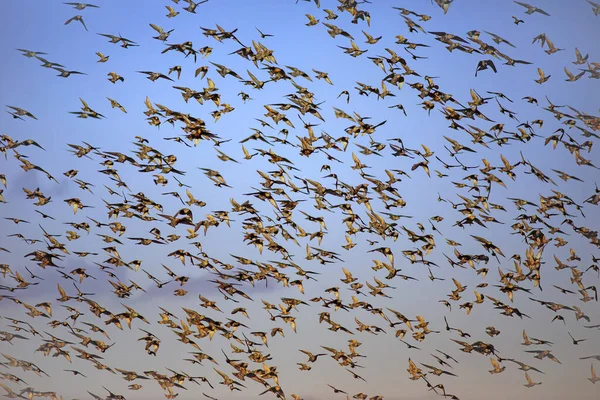 空飛ぶ鳥 抽象的な性質 青空の背景 — ストック写真