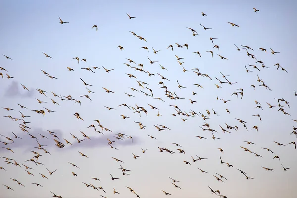 Pájaros Voladores Naturaleza Abstracta Fondo Cielo Azul — Foto de Stock