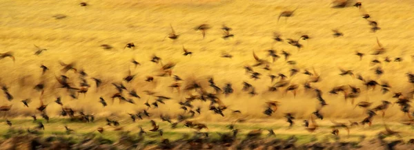 Абстрактна Природа Літаючі Розмиті Птахи Фон Природи — стокове фото