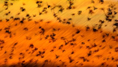 Soyut doğa. Uçan bulanık kuşlar. Doğa arkaplanı. 