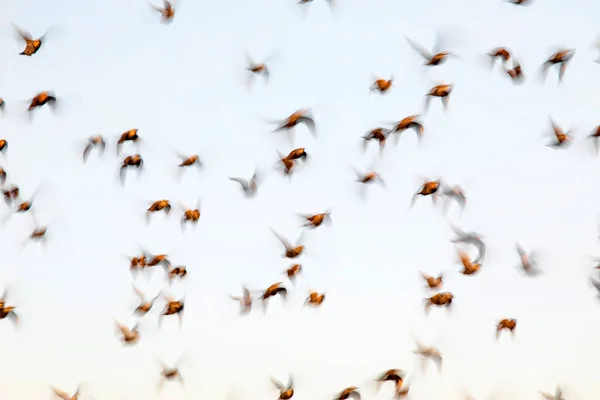 Abstract Nature Flying Birds Sky Background — Stock Photo, Image