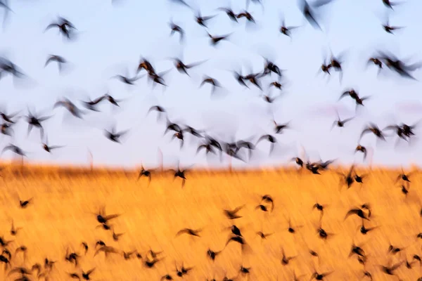 抽象的な性質 空飛ぶ鳥 自然背景 — ストック写真