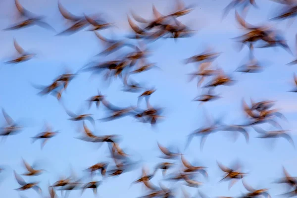 Pájaros Voladores Naturaleza Abstracta Fondo Cielo Azul — Foto de Stock