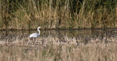 Balıkçıl avlamak. Büyük balıkçıl. Doğal arkaplan.