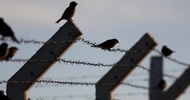 Barbed Wire Birds Blue Sky Background Birds Sparrow — Stock Video