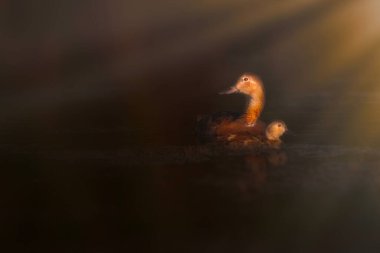 Büyük ışıkla çekilmiş kuş fotoğrafı. Sanatsal vahşi yaşam. Karanlık arka plan. Genel Pochard.