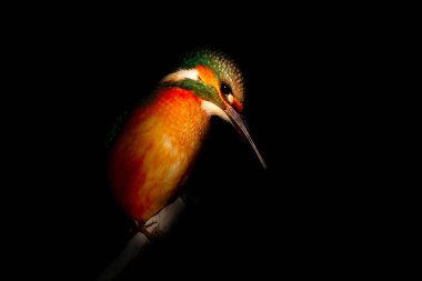 Renkli kuş Kingfsher. Büyük ışıkla çekilmiş kuş fotoğrafı. Sanatsal vahşi yaşam. Koyu arkaplan.