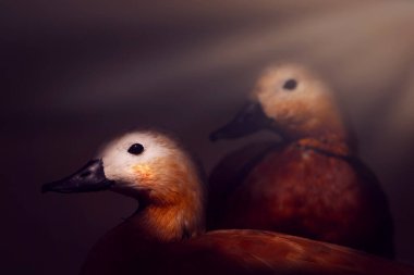 Ruddy Shelduck. Bird photo captured with great light. Artistic wildlife. Dark background. clipart