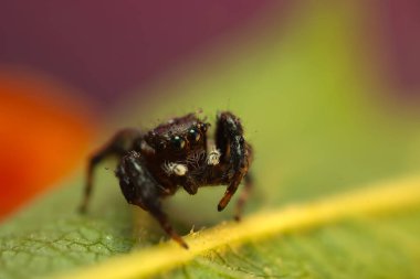 Örümcek. Renkli doğa geçmişi. Fotoğrafı kapat.. 