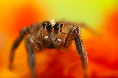 Örümcek. Renkli doğa geçmişi. Fotoğrafı kapat.. 
