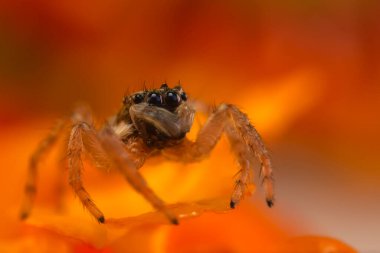 Örümcek. Renkli doğa geçmişi. Fotoğrafı kapat.. 
