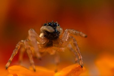 Örümcekler. Renkli doğa geçmişi. Fotoğrafı kapat.. 