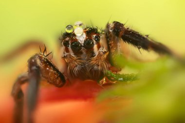 Örümcekler. Renkli doğa geçmişi. Fotoğrafı kapat.. 