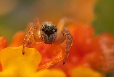Örümcekler. Renkli doğa geçmişi. Fotoğrafı kapat.. 