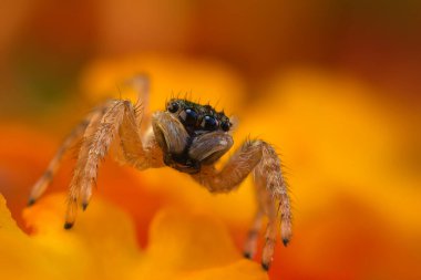 Örümcekler. Renkli doğa geçmişi. Fotoğrafı kapat.. 