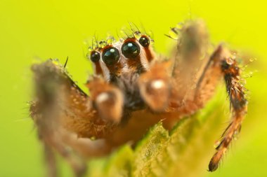 Örümcekler. Renkli doğa geçmişi. Fotoğrafı kapat.. 