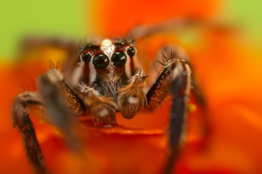 Örümcekler. Renkli doğa geçmişi. Fotoğrafı kapat.. 