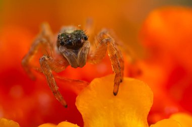 Örümcekler. Renkli doğa geçmişi. Fotoğrafı kapat.. 