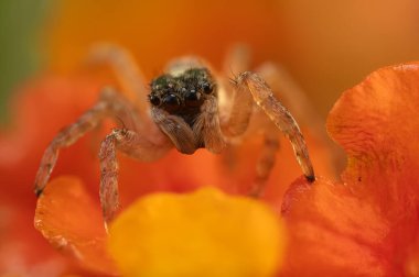 Örümcekler. Renkli doğa geçmişi. Fotoğrafı kapat.. 