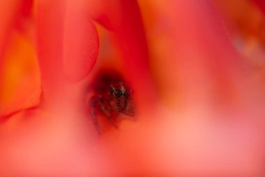 Örümcekler. Renkli doğa geçmişi. Fotoğrafı kapat.. 