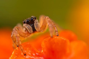 Örümcekler. Renkli doğa geçmişi. Fotoğrafı kapat.. 