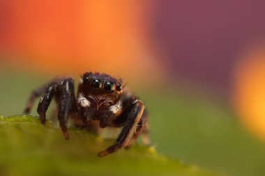 Örümcekler. Renkli doğa geçmişi. Fotoğrafı kapat.. 